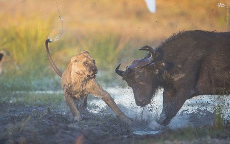 اخبارگوناگون,خبرهای گوناگون,بوفالو