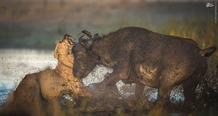 اخبارگوناگون,خبرهای گوناگون,بوفالو