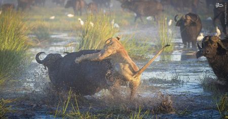 اخبارگوناگون,خبرهای گوناگون,بوفالو