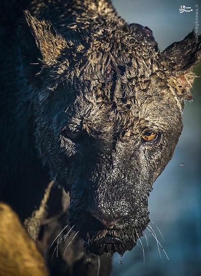 اخبارگوناگون,خبرهای گوناگون,بوفالو