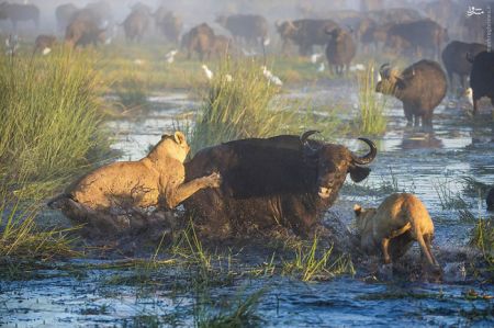 اخبارگوناگون,خبرهای گوناگون,بوفالو