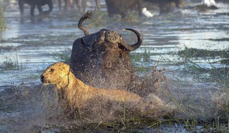 اخبارگوناگون,خبرهای گوناگون,بوفالو