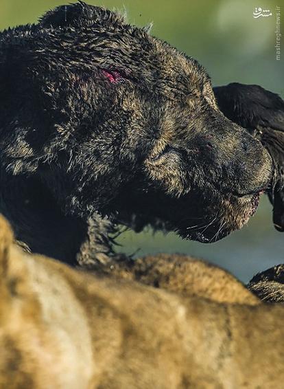 اخبارگوناگون,خبرهای گوناگون,بوفالو