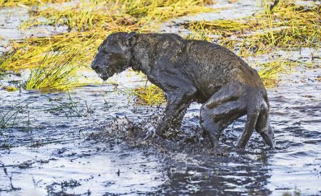 اخبارگوناگون,خبرهای گوناگون,بوفالو