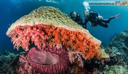 اخبارگوناگون,خبرهای گوناگون,زیر آب