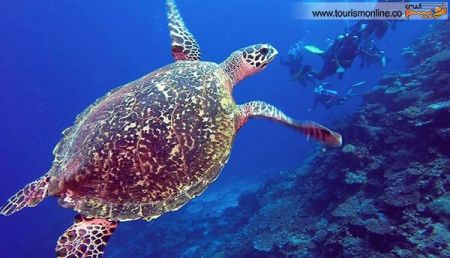 اخبارگوناگون,خبرهای گوناگون,زیر آب