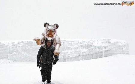 اخبارگوناگون,خبرهای گوناگون,ببر اخبارگوناگون,خبرهای گوناگون,ببر