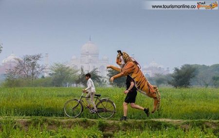 اخبارگوناگون,خبرهای گوناگون,ببر اخبارگوناگون,خبرهای گوناگون,ببر