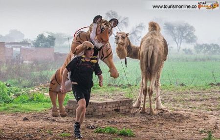 اخبارگوناگون,خبرهای گوناگون,ببر اخبارگوناگون,خبرهای گوناگون,ببر