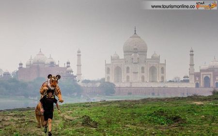 اخبارگوناگون,خبرهای گوناگون,ببر اخبارگوناگون,خبرهای گوناگون,ببر
