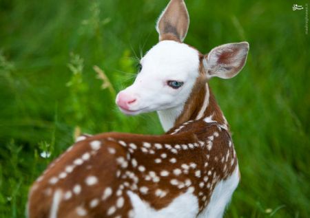 اخبارگوناگون,خبرهای گوناگون,آهو