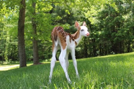 اخبارگوناگون,خبرهای گوناگون,آهو