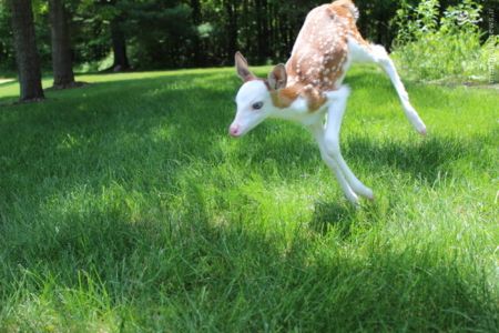 اخبارگوناگون,خبرهای گوناگون,آهو