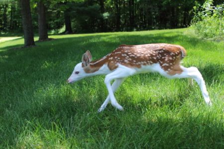 اخبارگوناگون,خبرهای گوناگون,آهو