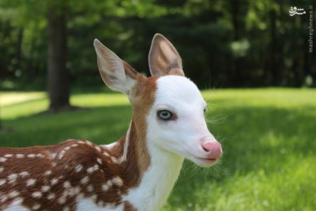 اخبارگوناگون,خبرهای گوناگون,آهو