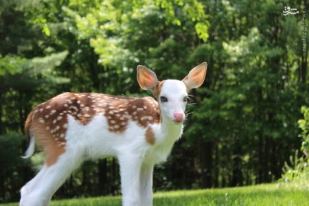 اخبارگوناگون,خبرهای گوناگون,آهو