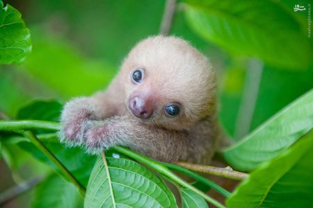 اخبارگوناگون,خبرهای گوناگون,نوزادتنبل