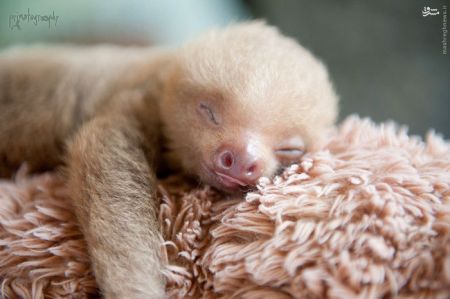 اخبارگوناگون,خبرهای گوناگون,نوزادتنبل