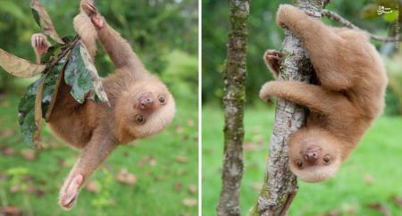 اخبارگوناگون,خبرهای گوناگون,نوزادتنبل