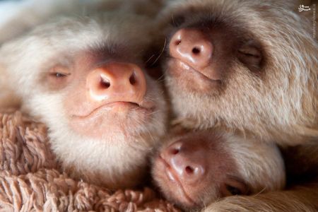 اخبارگوناگون,خبرهای گوناگون,نوزادتنبل