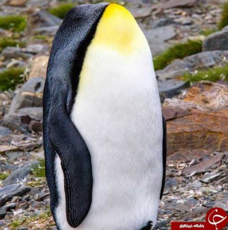 اخبارگوناگون,خبرهای گوناگون,حیوانات