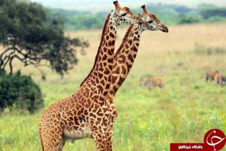 اخبارگوناگون,خبرهای گوناگون,حیوانات