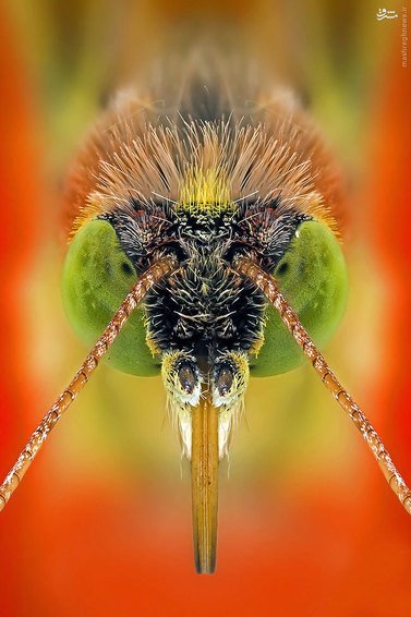 اخبارگوناگون,خبرهای گوناگون,حشرات