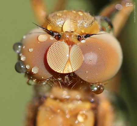 اخبارگوناگون,خبرهای گوناگون,حشرات