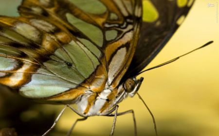 اخبارگوناگون,خبرهای گوناگون,حشرات