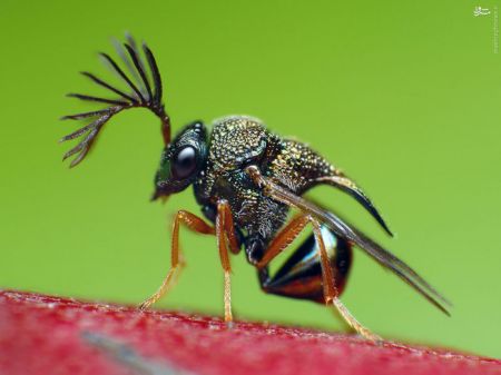 اخبارگوناگون,خبرهای گوناگون,حشرات