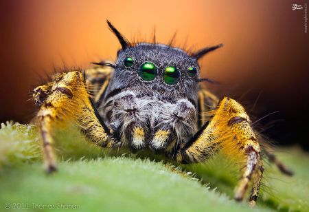 اخبارگوناگون,خبرهای گوناگون,حشرات