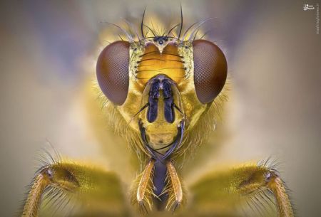 اخبارگوناگون,خبرهای گوناگون,حشرات