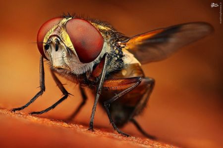 اخبارگوناگون,خبرهای گوناگون,حشرات