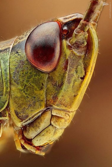 اخبارگوناگون,خبرهای گوناگون,حشرات