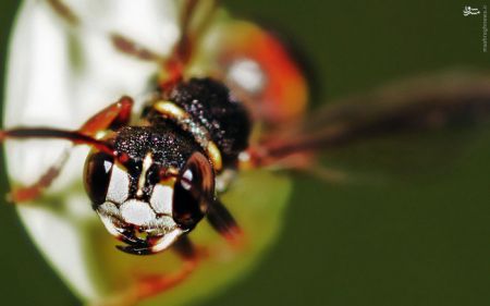 اخبارگوناگون,خبرهای گوناگون,حشرات