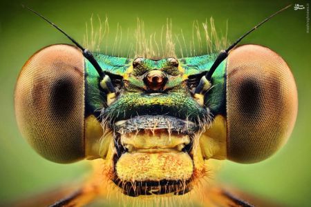 اخبارگوناگون,خبرهای گوناگون,حشرات