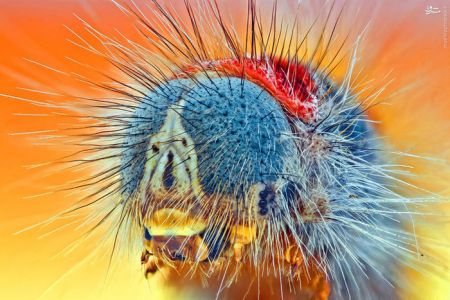 اخبارگوناگون,خبرهای گوناگون,حشرات