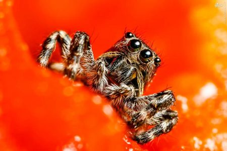 اخبارگوناگون,خبرهای گوناگون,حشرات