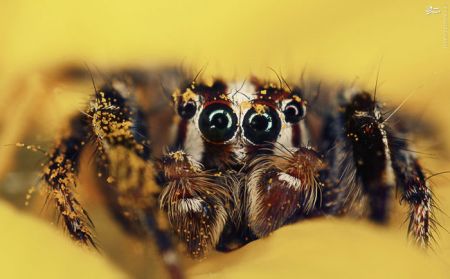 اخبارگوناگون,خبرهای گوناگون,حشرات