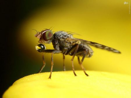 اخبارگوناگون,خبرهای گوناگون,حشرات