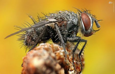 اخبارگوناگون,خبرهای گوناگون,حشرات