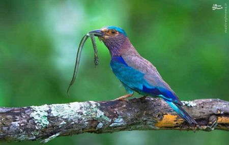 اخبارگوناگون,خبرهای گوناگون,پرنده