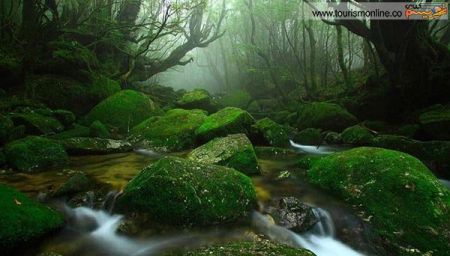 اخبارگوناگون,خبرهای گوناگون,ژاپن