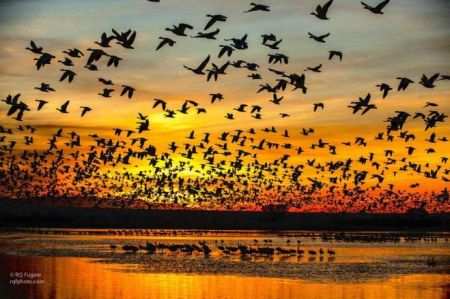 اخبارگوناگون,خبرهای گوناگون,طبیعت