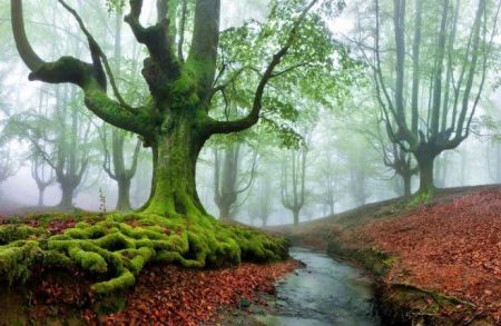 اخبارگوناگون,خبرهای گوناگون,طبیعت