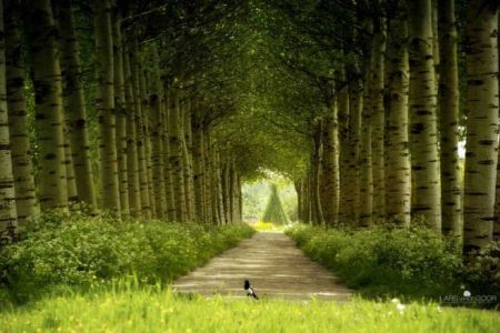 اخبارگوناگون,خبرهای گوناگون,طبیعت