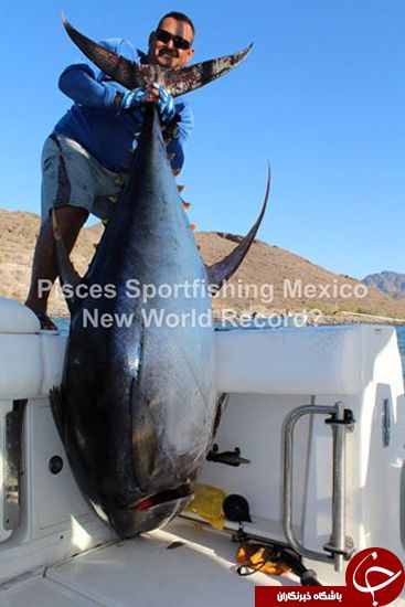 اخبارجدید,خبرهای جدید,اخبار جدید