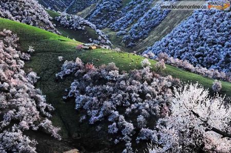 اخبارگوناگون,خبرهای گوناگون,شکوفه