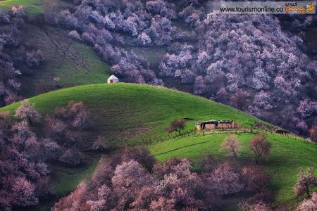 اخبارگوناگون,خبرهای گوناگون,شکوفه