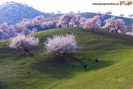 اخبارگوناگون,خبرهای گوناگون,شکوفه